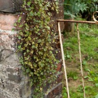 Ivy-leaved Toadflax